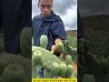 cactus fruits is very sweet 😋 #shorts_viral #shorts