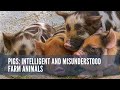 Pigs Intelligent and Misunderstood Farm Animals #animals #wildlife #animalfacts #pigs #farm