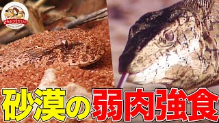 【砂漠の弱肉強食】カメラを攻撃する巨大トカゲ、砂の中から罠を仕掛けるヘビ、〇〇で獲物を誘うトカゲ…オーストラリアで見つけたスゴい動物たち【どうぶつ奇想天外／WAKUWAKU】