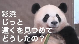 【彩浜🌈どうしたの？何を見ているの？📷9/9】突然フリーズして遠くを見つめる/元祖笹だんご「笹家」の仕事風景イメージ/アドベンチャーワールド/ジャイアントパンダ/giant panda/saihin