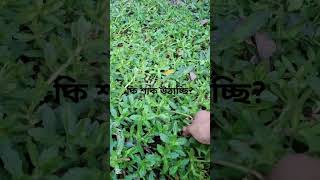 তেতো শাক #villagevlog #naturalfood #foodclips #villagelifestyle #shortvideo