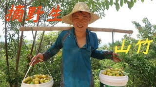 【老林赶野】老林今天到山上摘野山竹，摘了满满三大桶，热的大汗淋漓的