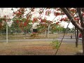 鳳凰木開花 royal poinciana blossom