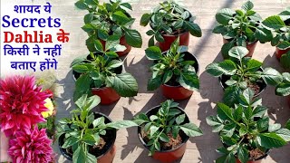 Dahlia में मस्त फूल आयेंगे बस ये जान लो करना क्या है || Dahlia Flowering Care Tips And Fertiliser