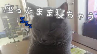 【睡眠BGM】１日お疲れ様でした♪猫と一緒にねんねしませんか？