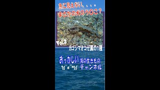 魚？　犬のう〇こ？　魚には見えないなぁ、、、。　おっかしい海の生きもの　カゴシマオコゼ属の１種　#shorts #カゴシマオコゼ属の１種　#Velvetfish