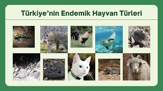 TÜRKİYE'NİN ENDEMİK VE NESLİ TEHLİKE ALTINDAKİ HAYVAN TÜRLERİ