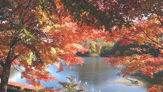 碓氷湖　紅葉の湖畔一周　群馬県安中市　2020-11-9