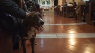 Museums in Italy offer free dog sitting