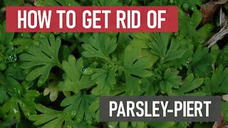 How to Get Rid of Parsley-piert [Weed Management]