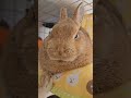 今日のお昼寝（2024.3.3） bunny rabbit うさぎのいる暮らし かわいいうさぎ うさぎ cute kawaii