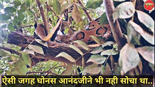 चीज तो खानेकी है लेकिन वो मरनेकीभी हो सकती है.. can't belive, viper on the tree..