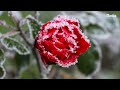 hiver le froid bon pour le jardin ❄️