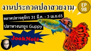 งานประกวดปลาสวยงาม ปลาหางนกยูง Guppy ตลาดปลาจตุจักร Grand Competition 31 มี.ค. - 3 เม.ย.65 EP98