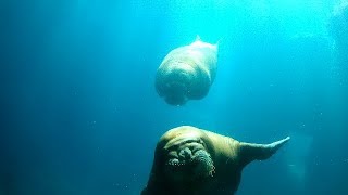 Unser Besuch im Tierpark Hagenbeck am 03.02.2019 - Hamburg - Zoo