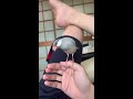 飼い主のさえずりに反応するメス文鳥