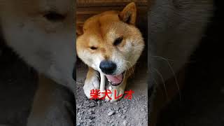 本当はワルなんじゃ？渋い顔でオヤツを食らう柴犬レオくん😅