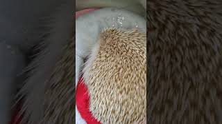 あっ❗️ごめん❗️ いや違うがな❗️本宅へ帰宅やで。 ☆ 🦔萌え萌えちゃん ( moemoe-chan ) はりねずみ hedgehog ハリネズミ