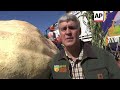 Oregon farmer becomes 4-time pumpkin champ