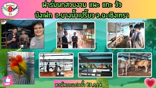 หงส์หยกแปดริ้ว EP.114 ฟาร์มนกสวยงาม แพะ แกะ วัว บังเฟก อ.บางน้ำเปรี้ยว จ.ฉะเชิงเทร