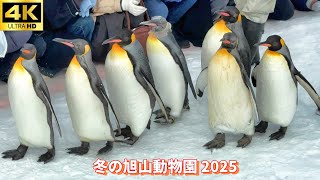 【ペンギンの散歩とモフモフの動物たち🐧🐇冬の旭山動物園】Penguin Walk and Fluffy Animals 🐧🐇 – Winter at Asahiyama Zoo