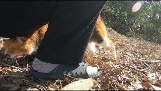 何度も父のケツの下へ隠れてくる娘猫が(笑)