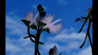 サギソウ　～　fringed orchid Pecteilis radiata