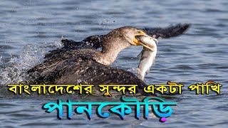 পানকৌড়ি পাখি। Cormorant Birds।Indian cormorant catching fishing।পানকৌড়ি পাখি পানিতে ডুবে মাছ ধরছে