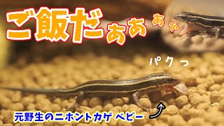 遂にワイルドのニホントカゲがデュビアを食べるシーンを撮影！