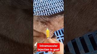 Intramuscular injection in goat| #animalmedicine #goatfarm #veterinarymedicine #music