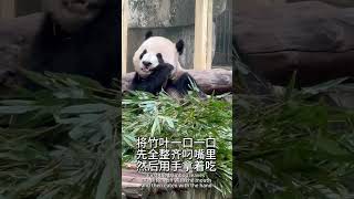 A panda who eats like no other重重:码竹叶只会影响我于饭的速度 #大熊猫 #cute #熊猫 #animals #熊貓 #熊猫界顶流 #funny #panda