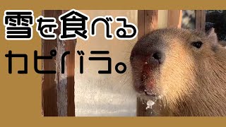 雪を食べる カピバラ。