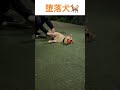 【堕落犬🐕】堕落した犬が落ちてた😮 柴犬 愛犬 柴犬あるある shibaken shibainu shorts