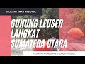 Menjajal derasnya sungai Bahorok di Taman Nasional Gunung Leuser Bukit Lawang Sumatera Utara