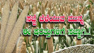 ಸಜ್ಜೆ ಬೆಳೆಯುವಾಗ ಮಣ್ಣು, ವಾತಾವರಣ ಹೇಗಿರಬೇಕು? Bajra cultivation in organic way