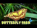 Butterfly|Carleyzoe