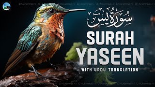Surah Yasin ( Yaseen ) with Urdu Translation | Quran Tilawat Beautiful Voice | Hindi Tarjuma | EP211