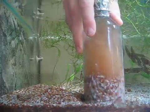 Aquarium gravel cleaning Aquarium gravel cleaning