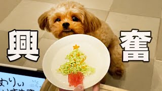 【ペキプー】クリスマスのご馳走に大興奮する愛犬が可愛いw【ミックス犬】