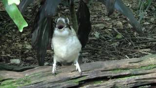 Kookaburra (Dacelo novaeguineae) / Jägerliest