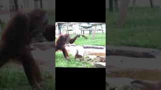 Monkey funny videos #348  #shorts#shortvideo #short #viral#monkey  #reels2023