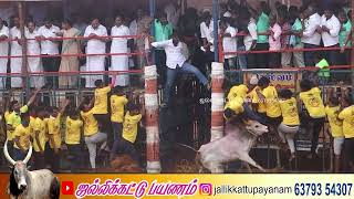 வீரர்களை கதறவிடும் காளை கூலமேடு ஜல்லிக்கட்டு #trending #கூலமேடு #jallikattu #2025