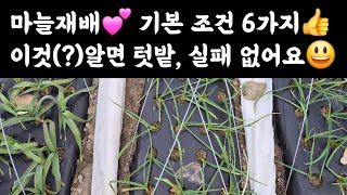 마늘재배💕 기본 6가지👍 이것(?) 알면 텃밭 마늘 실패 없어요 😃