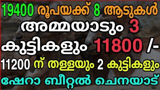 For Sale /വിലക്കുറവിൽ ആട്ടിൻകുട്ടികൾ/ഷേറാബീറ്റൽ ചെനയാട്/നാടൻ മലബാറി പാലാട് / തള്ളയാടും 3 കുട്ടികളും