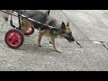 tama様１　犬の車椅子