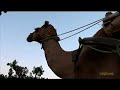 traveling by camel