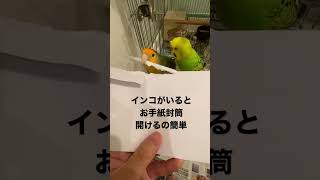 インコがいると封筒自動で開けてくれます。