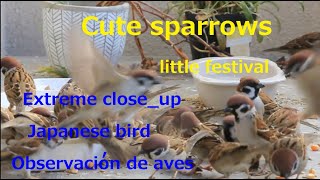 Cute sparrows little festival 2025.1.28 Extreme close_up.Japanese wild birds. Observacion de aves.