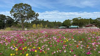 鹿児島市で一期一会｜10月30日 八分咲き？今朝のコスモス大花壇　鹿児島市都市農業センター 四季の花園 (^^) Shot on iPhone12 Pro Max \u0026 Cinema P3 Pro