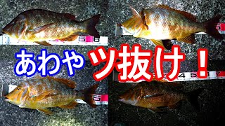 【伊豆大島】投げ釣りでタマン~型も数も記録更新の巻~ 大島#4【2020年9月】